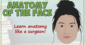 Anatomy of the Face