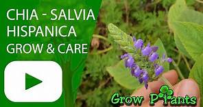 Salvia hispanica - grow & care (Chia plant)