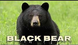 American black bear sounds