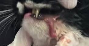 Severe Tooth Abscess in a Feline