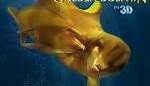 Naya Legend of the Golden Dolphin (2023) en cines.com