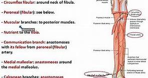 Posterior Tibial Artery and Plantar Arteries - Dr. Ahmed Farid
