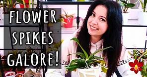 Mini Phalaenopsis Orchids full of flower spikes! How I grow them, updates, tips & more!