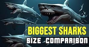 Shark size comparison living and extinct: 3d animation