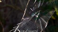 一只蜘蛛到底能抽多长的丝，别再被骗了，蜘蛛真的能吐丝吗？