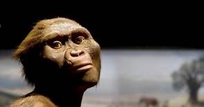 Lucy, l'australopiteco più famoso al mondo