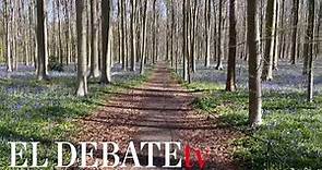 El bosque bruselense de Halle se cubre de jacintos