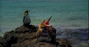 Galapagos with David Attenborough - Trailer