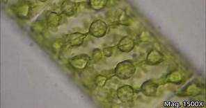 Spirogyra Under The Microscope