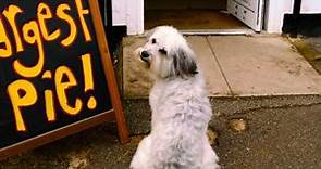 Pudsey The Dog: The Movie - He's Got The Love! [Vertigo Films] [HD]