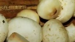 Over 1 lakh bags of mushrooms have been cultivated in the district of Udhampur, yielding over 3,000 quintals of mushrooms. This has resulted in a revenue of at least Rs 6 crores for the farmers of Udhampur. #Udhampur #Mushroom #Farming | India Today