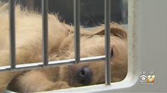 Dallas considering ban on puppy sales at pet stores