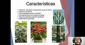 Família Euphorbiaceae