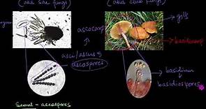 Classification of Fungi | Biological Classification | Biology | Khan Academy