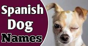 UNIQUE & BEST Spanish Dog (Female & Male) Names || Spanish Pet Dog Names || NamoLogy
