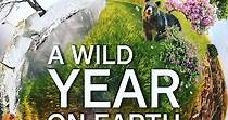 A Wild Year On Earth - Ver la serie de tv online
