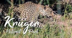 Kruger National Park | Documentary