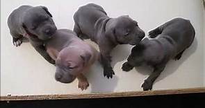 Cane Corso Puppies For Sale