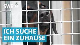 Liebe gesucht: Die große Tierheim Doku aus Esslingen