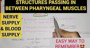 Pharynx Anatomy (4/4) | Structures passing in between Pharyngeal Muscles