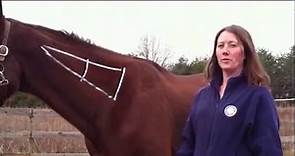 Tryon Equine: Intramuscular Injections
