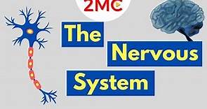What is the Nervous System | Nervous System Basics