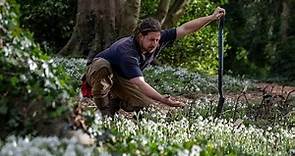 Snowdrops at Goldsborough Hall: Head gardener, Mark Waller, at Goldsborough Hall near Knaresborough