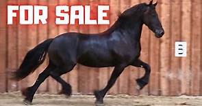 For sale! This beautiful all-round star mare | Friesian Horses (sold)