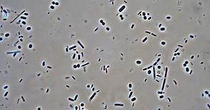 Bacteria | Under The Microscope