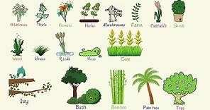 Plant Names: List of Common Types of Plants and Trees in English with Pictures