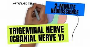 2-Minute Neuroscience: Trigeminal Nerve (Cranial Nerve V)