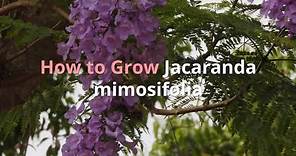 Jacaranda mimosifolia Growing Guide (Blue jacaranda) by Gardener's HQ