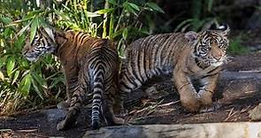 Live Tiger Cam - San Diego Zoo Safari Park