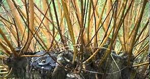 Salix viminalis - Common Osier - Basket Willow
