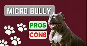 Micro Bully or Pocket Pitbull or Micro Pitbull? PRO'S & CON'S!