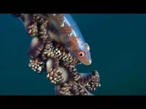 Scuba Dive the Alor Archipelago