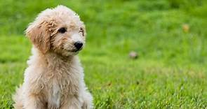 190  Goldendoodle Dog Names (With Meanings)