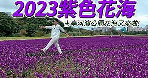 【阿得帶你去】2023古亭河濱公園，浪漫紫色花海又來啦!白天黑夜兩種玩法!
