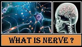 Nerve - What are the nerves in the body? | What is nerve function?
