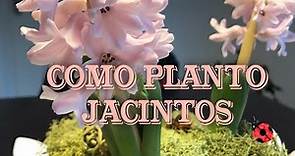 Cómo plantar jacintos