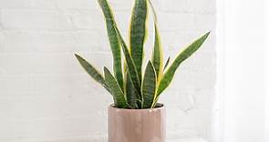 A Handy Guide to the Snake Plant (Dracaena trifasciata) to Care For It Like a Pro