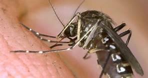 Philippines declares a national dengue epidemic