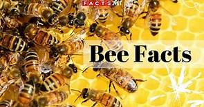 Bee Facts - All About Honeybees, Bumblebees and Queen Bees