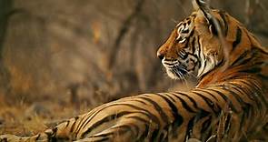 Wild Cats of India Season 1 Episode 1