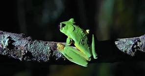 Best Of Frogs | Top 5 | BBC Earth