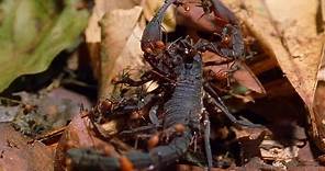 Las hormigas guerreras comen de todo | National Geographic en Español