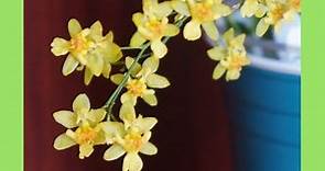 蘭花 - 迷你香水文心蘭 | 黃色品種 | 養護技巧 | 蘭花種植