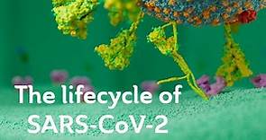 The lifecycle of SARS-CoV-2. Scientific version