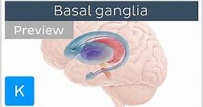Basal ganglia: Pathways and functions (preview) - Human Neuroanatomy | Kenhub