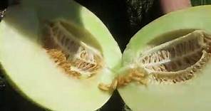 How to pick a PERFECT Honeydew!